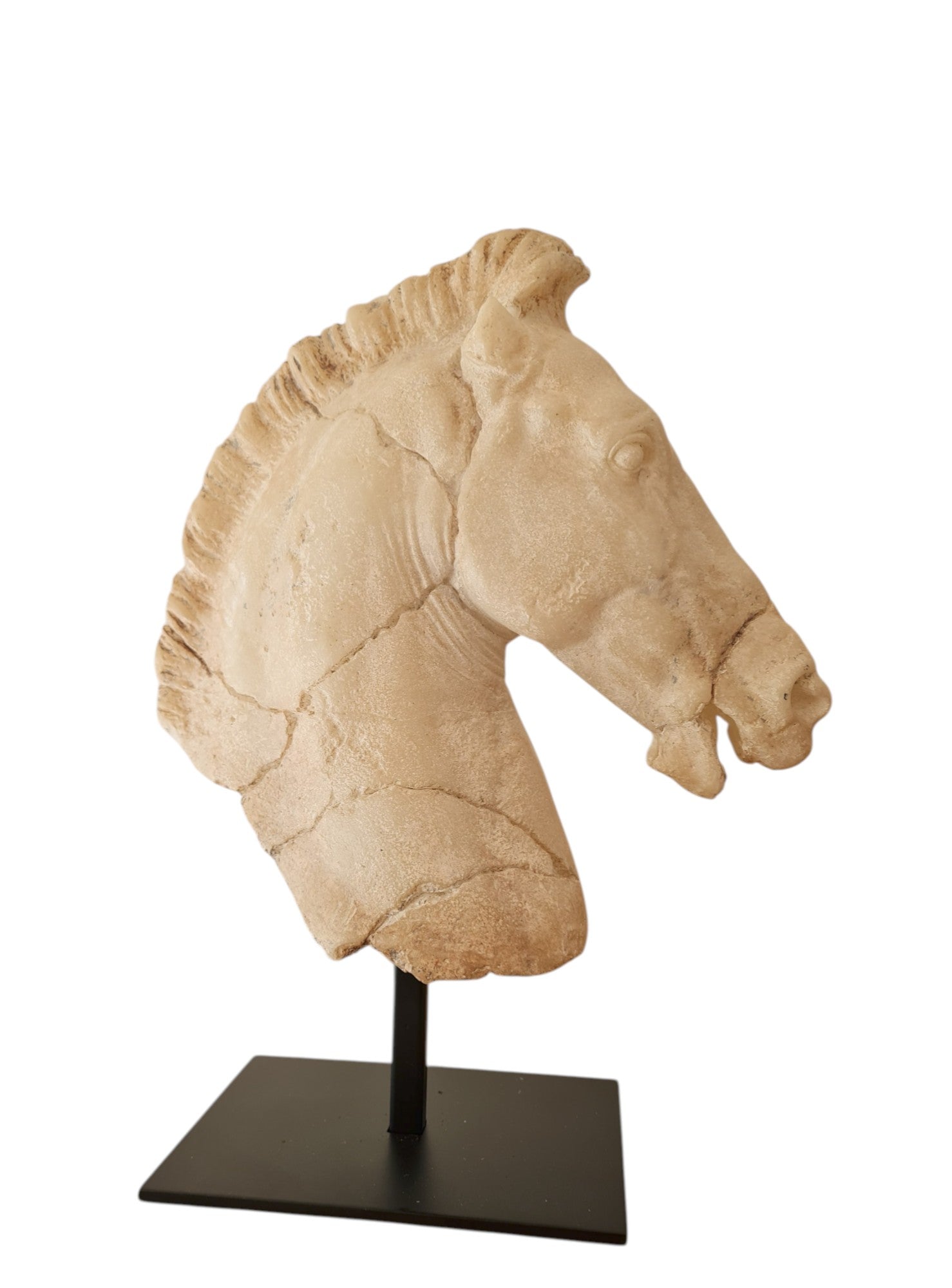 Monti's Horse Head