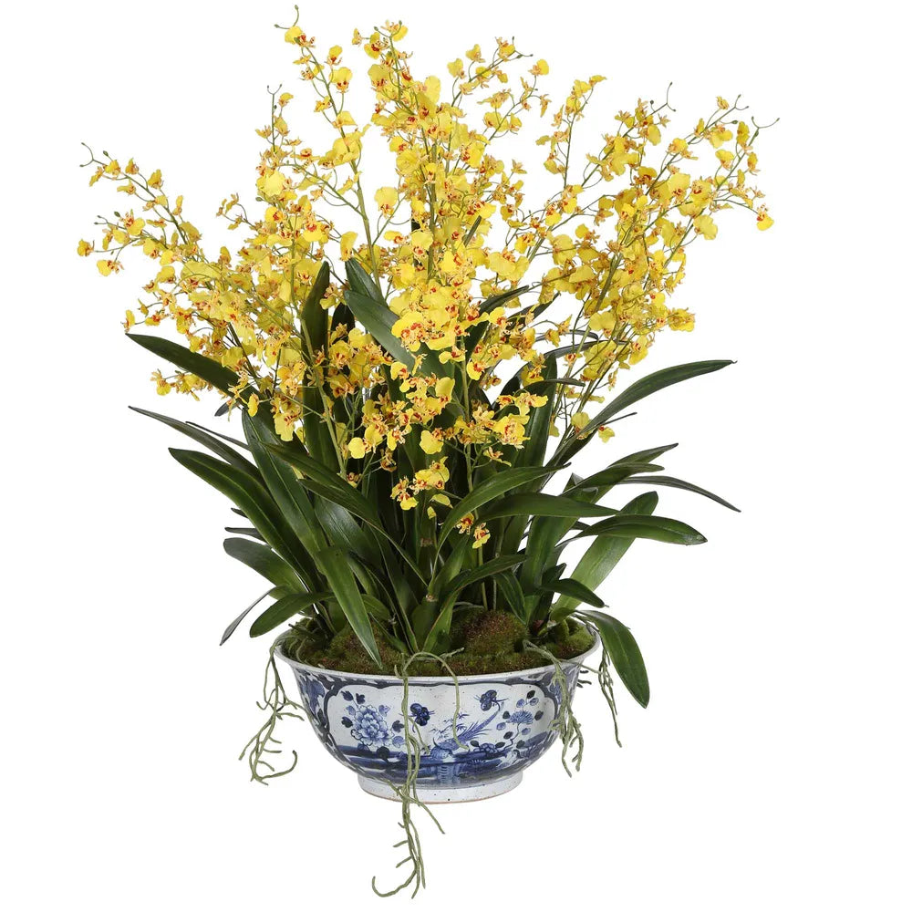 Phalaenopsis Orchid