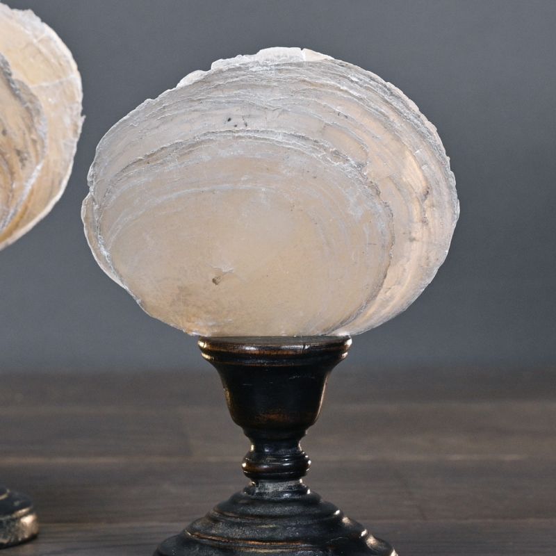 Set of 2 Pearl Fans – elegant mother-of-pearl pieces with iridescent brilliance, historically treasured by Egyptian pharaohs, European nobility, and Asian cultures.