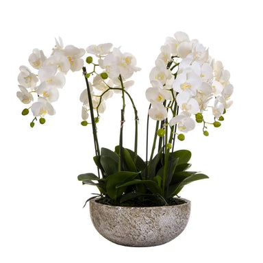 Orchid plant in a round clay pot with vibrant flowers