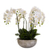 Orchid plant in a round clay pot with vibrant flowers